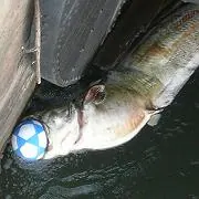catfish
