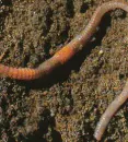 worm-117x130