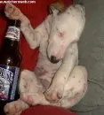 hond-bier-117x130