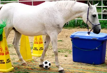 horse-soccer