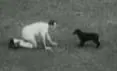 Animal Soccer