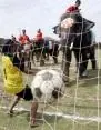 Olifant 2