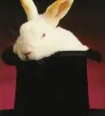 rabbit-117x130