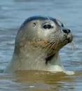 zeehond
