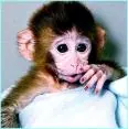 Cute monkey
