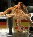 201007121550-1_octopus-paul-gaat-met-pensioen-117x130